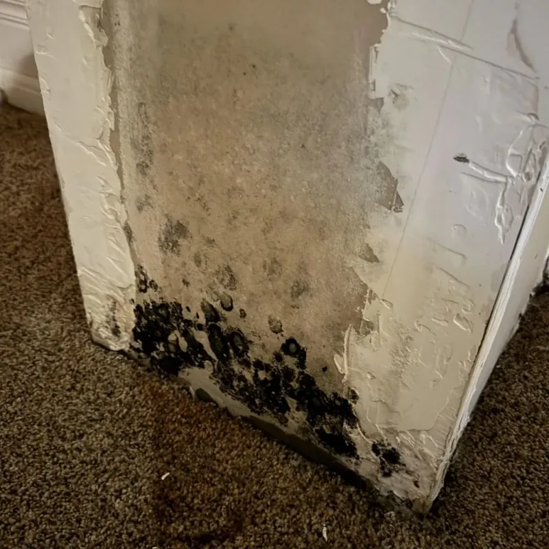 Professional Mold Removal in Milpitas, CA